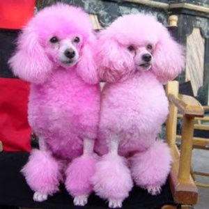 Meet your Posher, Ilin